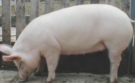 Йоркширская порода свиней фото
