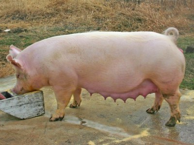 Порода свиней Йоркшир