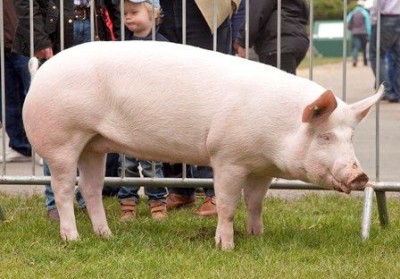 Внешний вид йоркширской свиньи