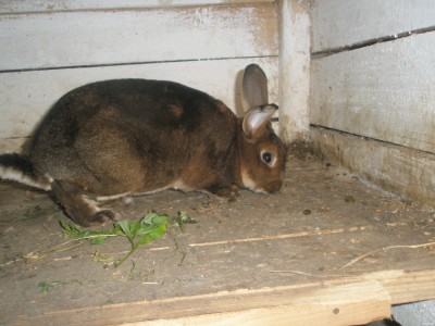 Организация места содержания кроликов породы Рекс