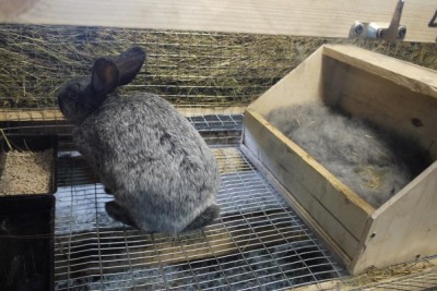 Рекомендуемые условия для содержания кроликов