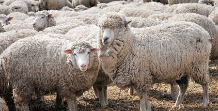 Овцы кавказской породы