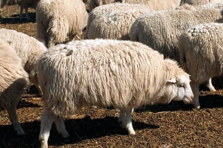 Алтайская порода овец