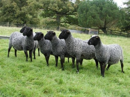 Овцы романовской породы на выгуле