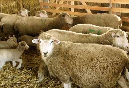 Овцы куйбышевской породы