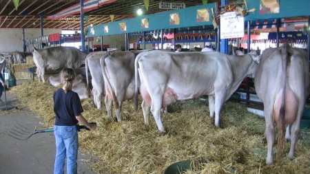 Швицкие коровы на ферме