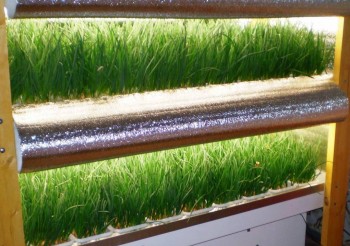 Виды стеллажей для выращивания лука в подвале