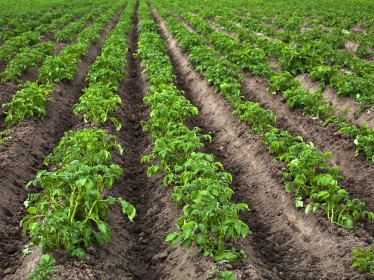 Голландский способ выращивания картошки