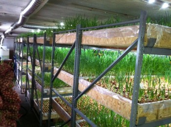 Бизнес план по выращиванию зеленого лука