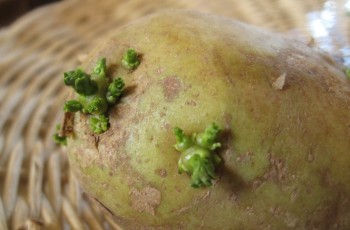 Проращивание картофеля перед посадкой в солому