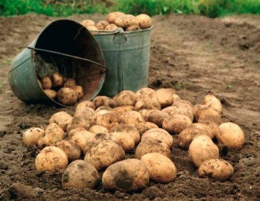 Урожай картофеля из бочки