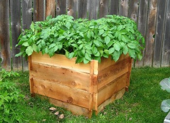 Выращивание картошки в ящиках