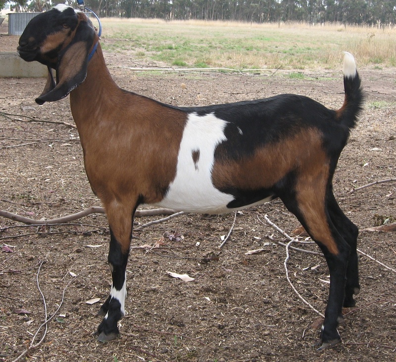 Купить козу нубийской породы. Нубийские козы. Англо-нубийская коза. Коза нубийской породы. Англо нубийская порода.