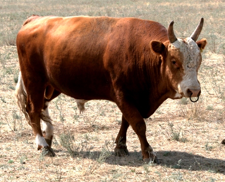 Корова калмыцкой породы