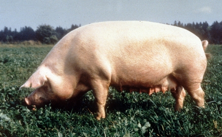 Свинья Брейтовской породы