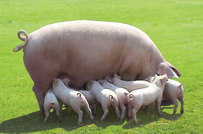 Белорусская свинья с потомством