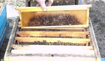 Пчеловодство на 145 рамку