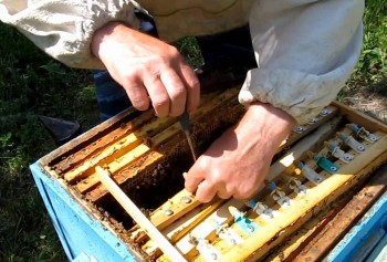 Муравьиная  и щавелевая кислота - применение в пчеловодстве