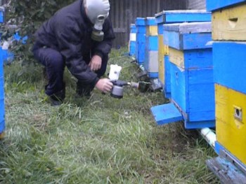 Щавелевая кислота применение в пчеловодстве