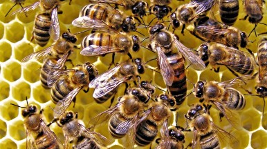 Пчеловодство: Метод Антонова