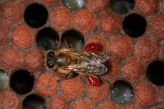 Аспергиллез - грибковое заболевание у пчел