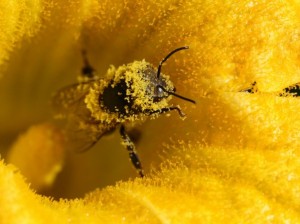 Химический токсикоз у пчел