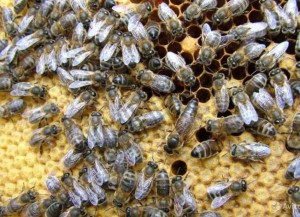 Инфекционные болезни у пчел