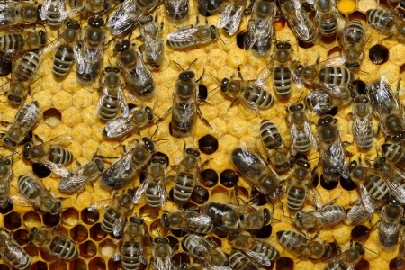 Пчелиные соты с пчелами