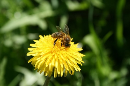 Пчела на цветке одуванчика