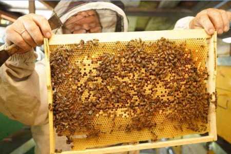 Рамка с пчелиными сотами