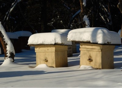 Пчеловодство: подготовка к зиме