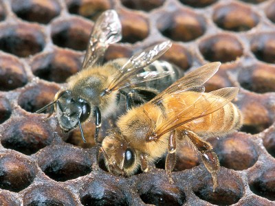 Процесс объединения пчел