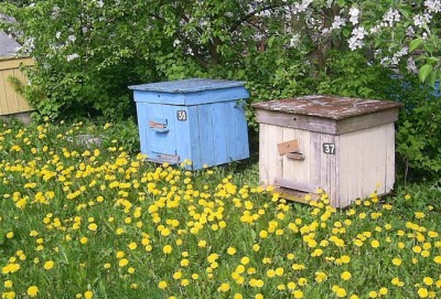Процесс объединения пчел поздней весной