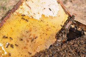 Нозематоз - поражение кишечника пчел