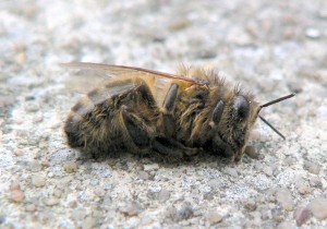 Вирусный паралич пчел