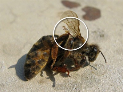 Пчела убитая пчелой-воровкой