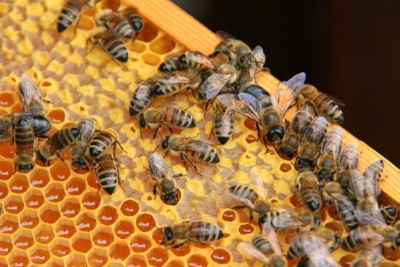 Пчеловодство: Метод Ващенко