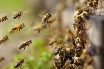 Пчеловодство: Метод Волоховича
