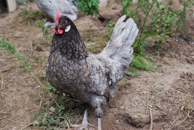 Андалузская голубая курица (фото и описание)