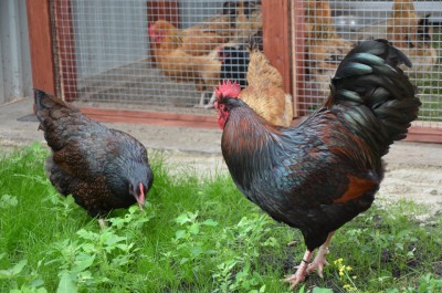 Курица и петух породы барневельдер 