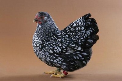 Курица породы Доминант
