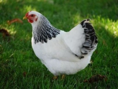 Курица породы Доминант Д 104