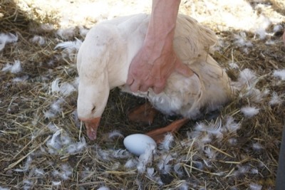 Насиживание гусиных яиц