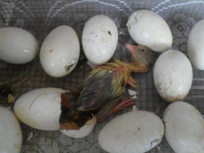 Птенец гуся, выведенный инкубационным методом