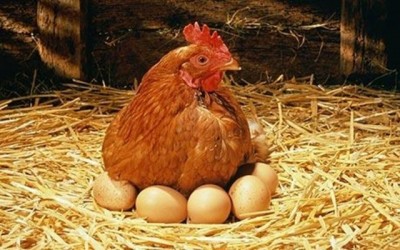 Разведение кур несушек на яйца