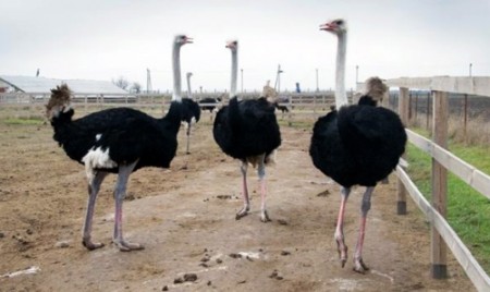Черные африканские страусы на ферме