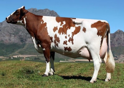 Айрширская порода коров фото