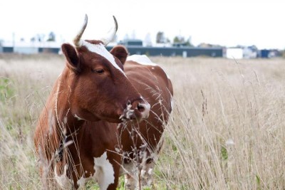 Характеристики айрширской породы коров 