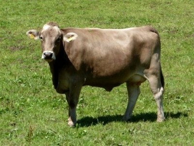 Костромская корова характеристики