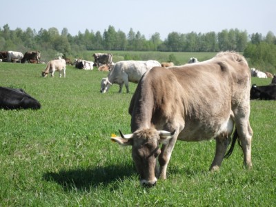 Кормление костромской породы коров